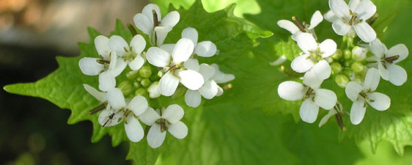 alliaria petiolata